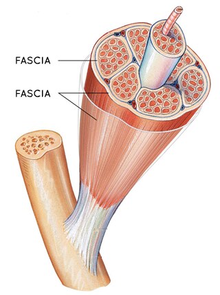 Illustration anatomique d'un muscle entouré de fascia, mettant en évidence les couches fibreuses qui enveloppent et relient les fibres musculaires